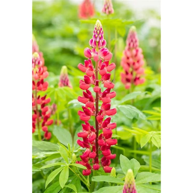 Lupinus Polyphyllus Mein Schloss Vielblättrige Lupine Ca. 11x11 cm Topf