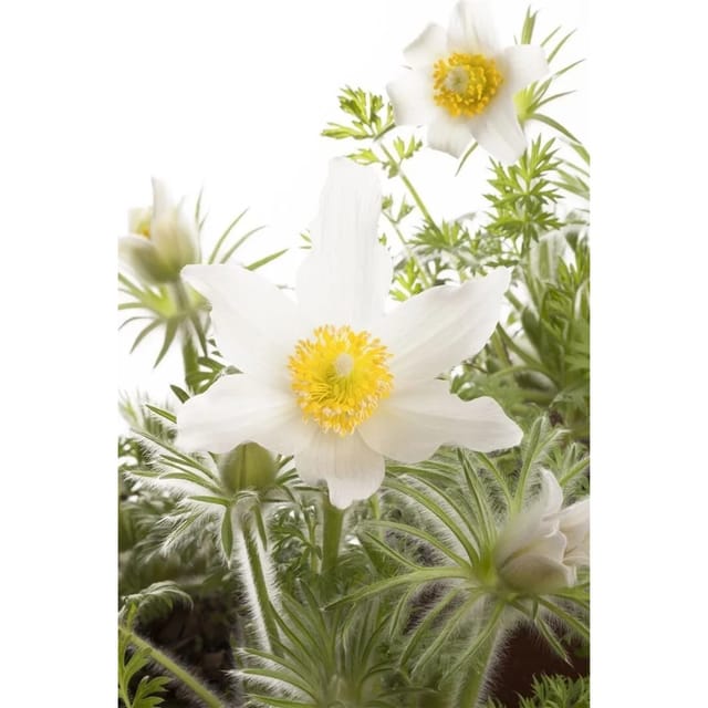 Pulsatilla Vulgaris Alba Küchenschelle Ca. 9x9 cm Topf