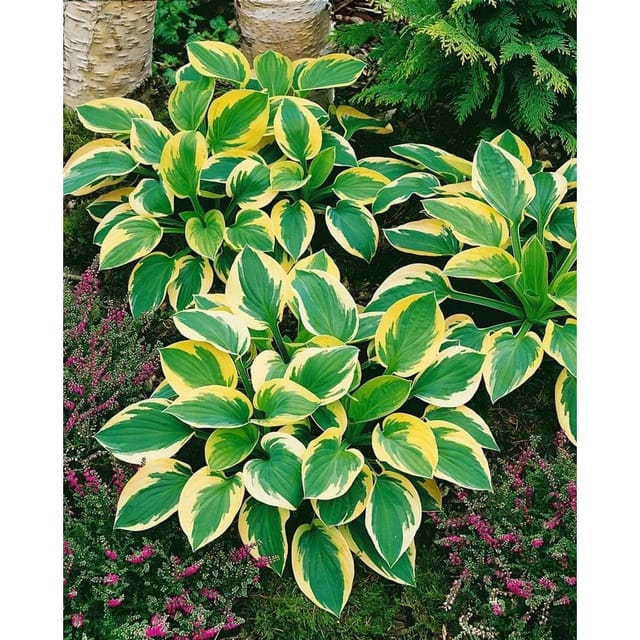 Hosta Tokudama Brim Cup Funkie Ca. 11x11 cm Topf