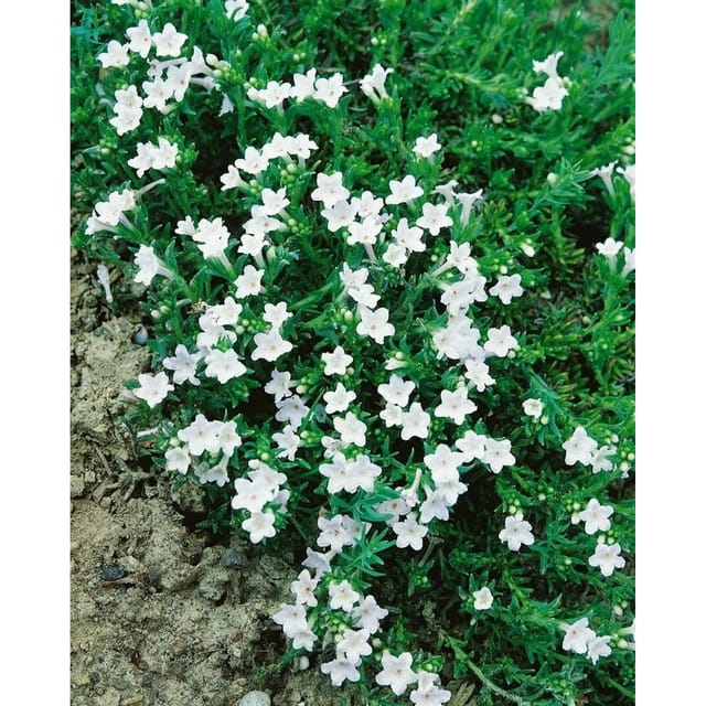 Lithodora Diffusa Alba Steinsame Ca. 9x9 cm Topf