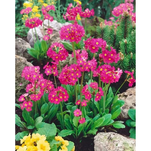 Primula Rosea Gigas Rosenprimel Ca. 9x9 cm Topf