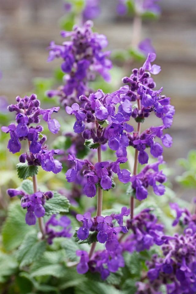 Nepeta Racemosa Superba Katzenminze Ca. 9x9 cm Topf