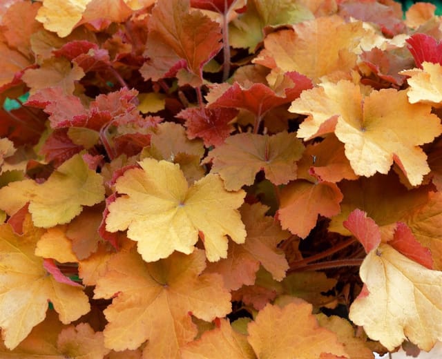 Heuchera Villosa Caramel Purpurglöckchen Ca. 9x9 cm Topf