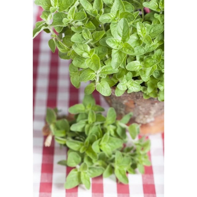 Origanum Vulgare Ssp.hirtum Griechischer Oregano Ca. 9x9 cm Topf