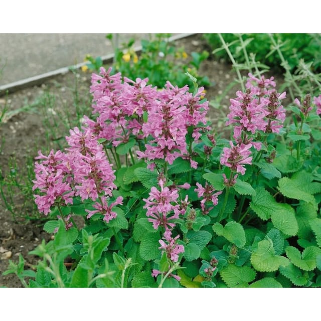 Stachys Grandiflora Superba Großblütiger Ziest Ca. 9x9 cm Topf