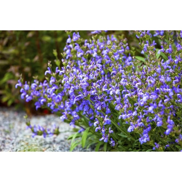 Salvia Lavandulifolia Spanischer Salbei Ca. 9x9 cm Topf