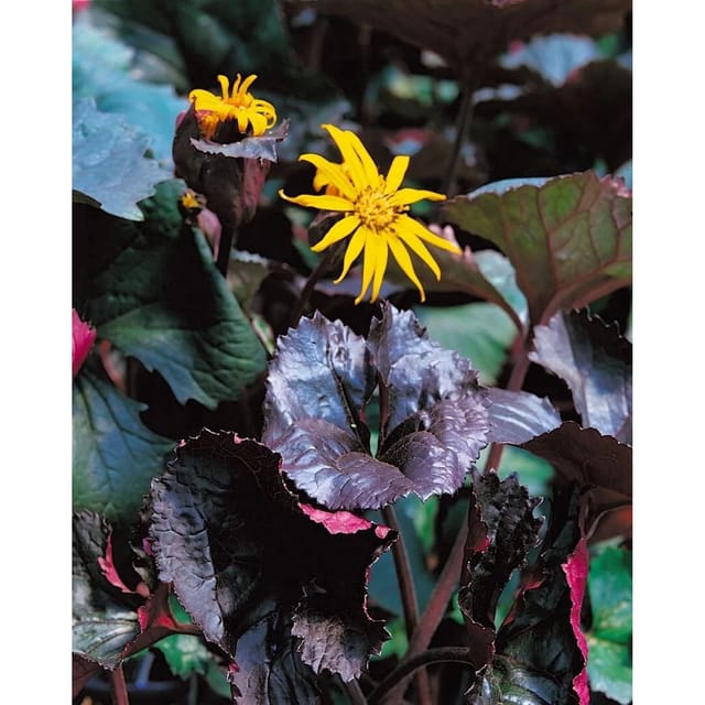 Ligularia Dentata Dunkellaubig Ca. 9x9 cm Topf