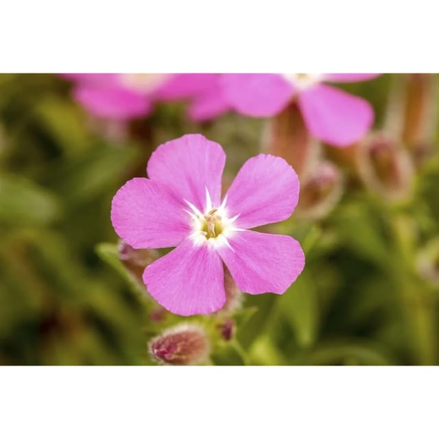 Saponaria X Olivana Bressingham Seifenkraut Ca. 9x9 cm Topf