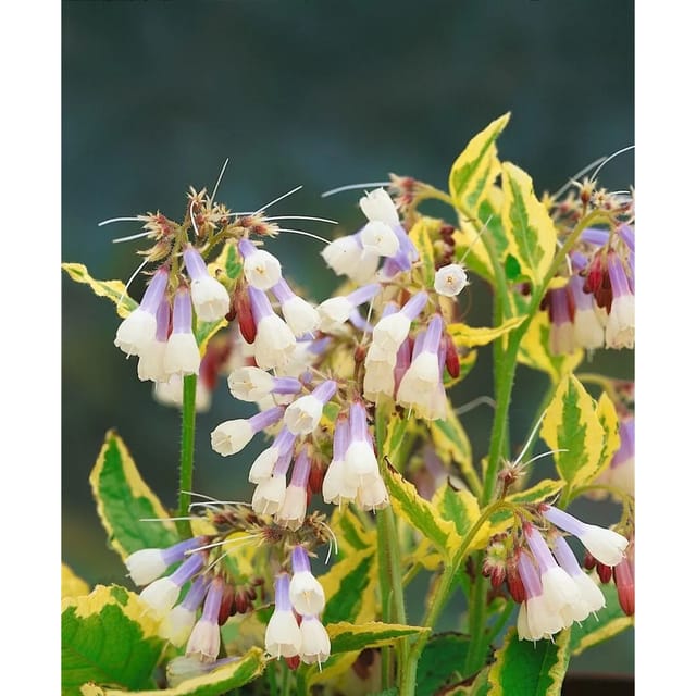 Symphytum Grandiflorum Goldsmith Kaukasus Beinwell Ca. 9x9 cm Topf
