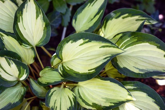 Hosta X Fortunei Fire And Ice Funkie Ca. 11x11 cm Topf