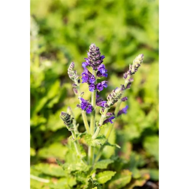 Salvia Nemorosa Marcus R Steppen Salbei Ca. 9x9 cm Topf