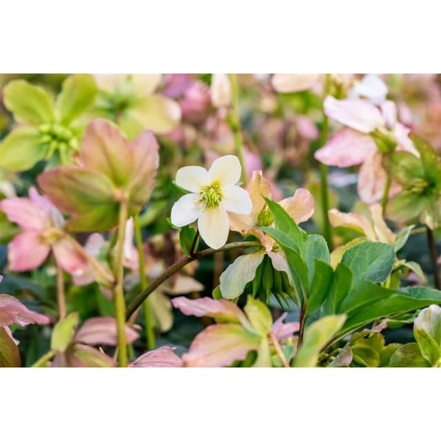 Helleborus Niger Praecox Christrose Ca. 11x11 cm Topf