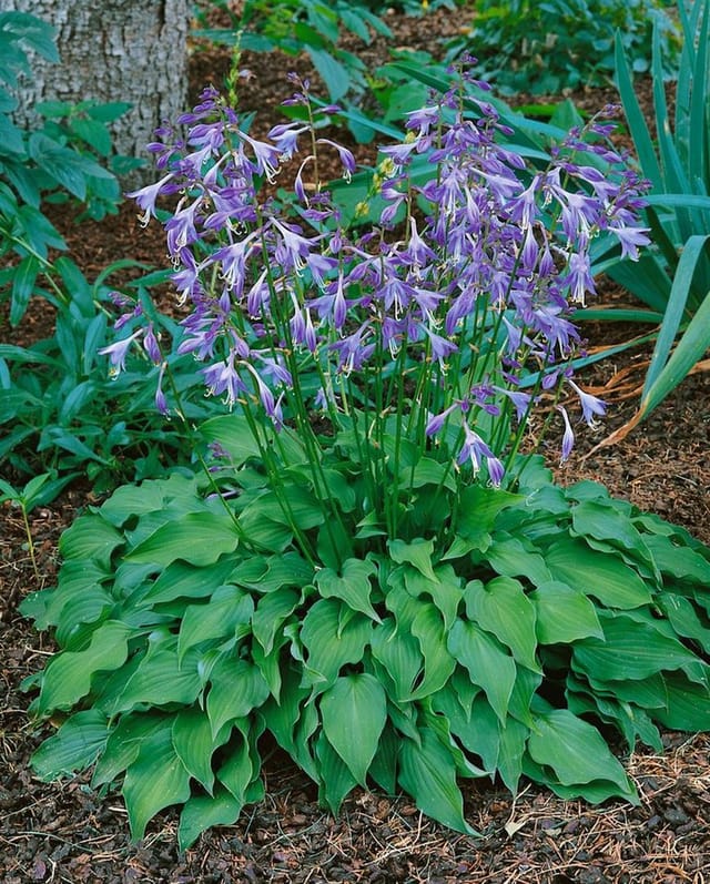 Hosta Venusta Zwergfunkie Ca. 9x9 cm Topf