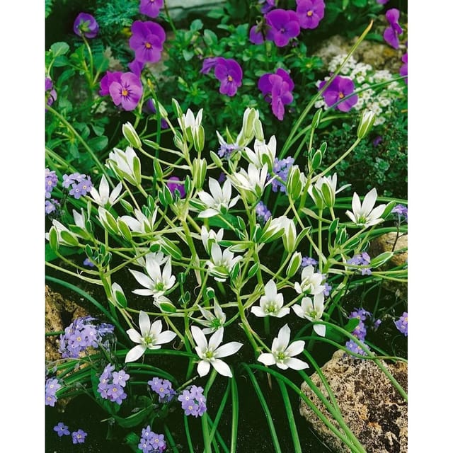 Ornithogalum Umbellatum Dolden Milchstern Ca. 9x9 cm Topf