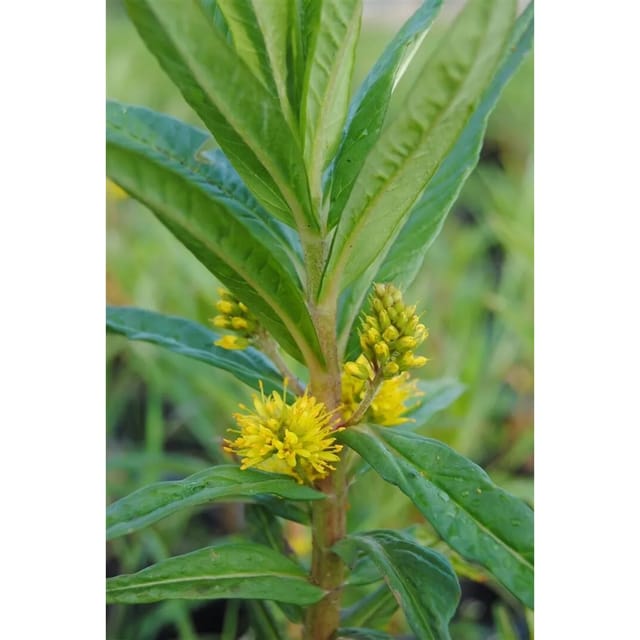 Lysimachia Thyrsiflora Gelbe Gilbweiderich Ca. 9x9 cm Topf