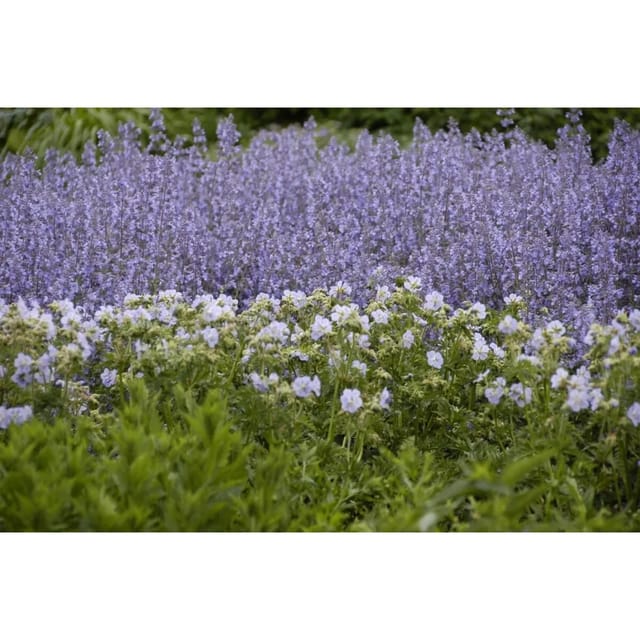 Salvia Nemorosa Tänzerin Steppensalbei Ca. 9x9 cm Topf