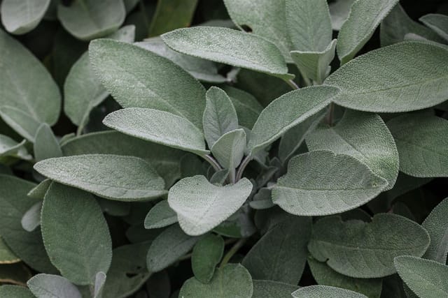 Salvia Officinalis Würzburg Echter Salbei Ca. 9x9 cm Topf