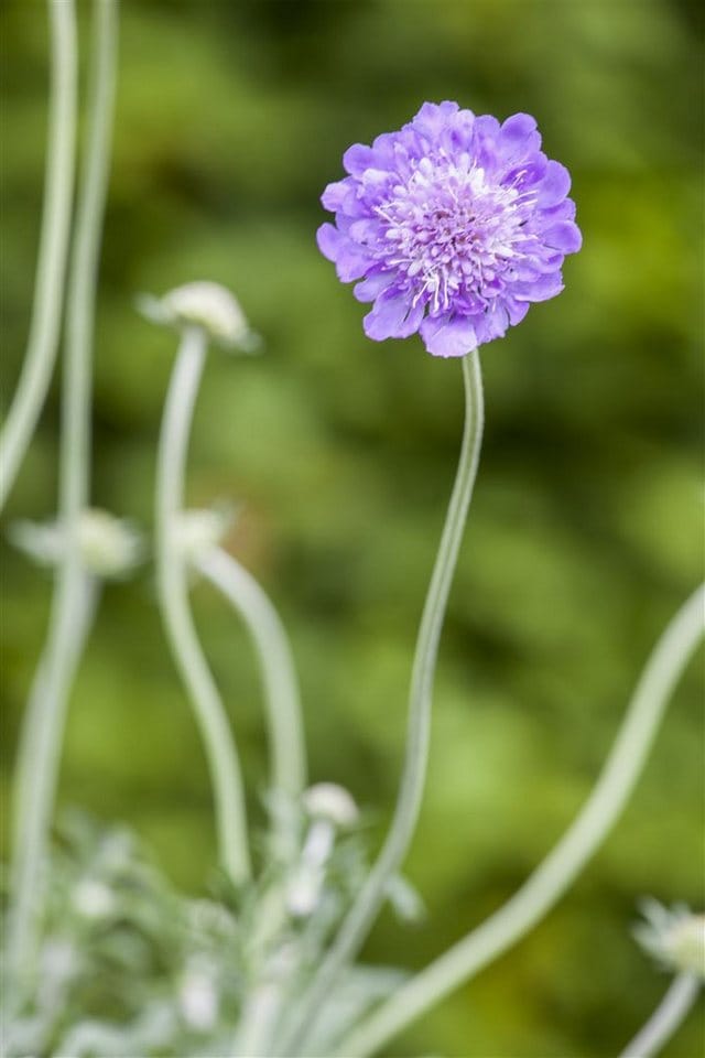 Scabiosa Caucasica Perfecta Kaukasus-Skabiose Ca. 9x9 cm Topf