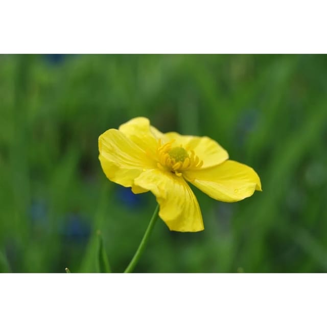 Ranunculus Lingua Zungen Hahnenfuß Ca. 9x9 cm Topf