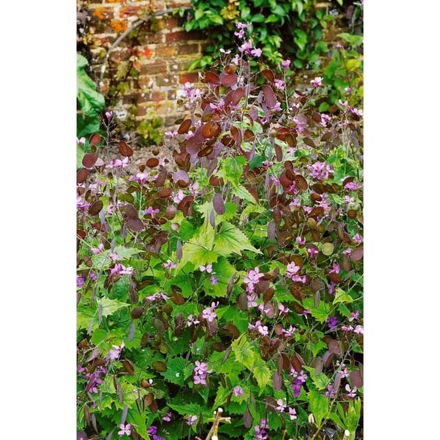 Lunaria Rediviva Mondviole Ca. 11x11 cm Topf