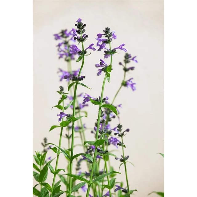 Nepeta Sibirica Sibirische Katzenminze Ca. 9x9 cm Topf