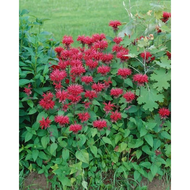 Monarda Fistulosa Cambridge Scarlet Wilde Bergamotte Ca. 11x11 cm Topf