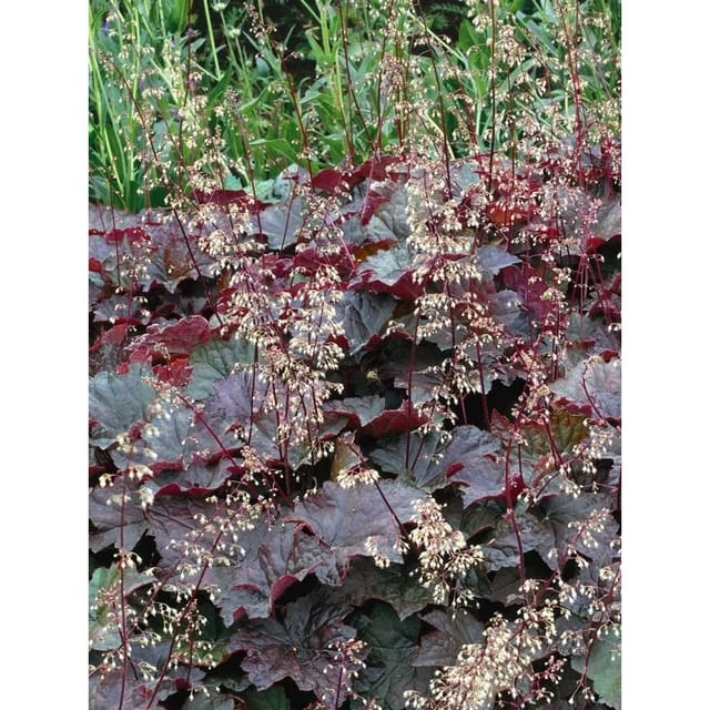 Heuchera Micrantha Purple Petticoats Purpurglöckchen Ca. 11x11 cm Topf