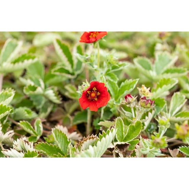 Potentilla Atrosanguinea Dunkelblutrote Fingerstrauch Ca. 9x9 cm Topf