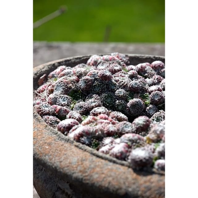 Sempervivum Arachn.'silberkarneol' Ca. 9x9 cm Topf