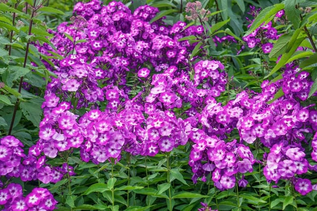 Phlox Paniculata Uspech Hoher Sommerphlox Ca. 11x11 cm Topf