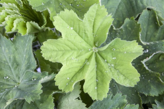 Alchemilla Mollis Weicher Frauenmantel Ca. 9x9 cm Topf
