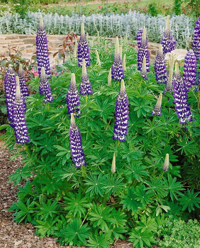 Lupinus Polyphyllus Kastellan Vielblättrige Lupine Ca. 11x11 cm Topf