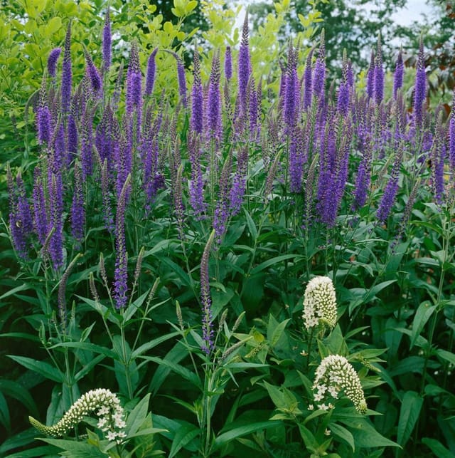 Veronica Longifolia Blau Ehrenpreis Ca. 9x9 cm Topf