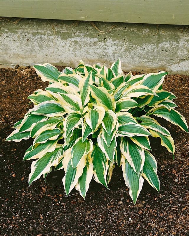 Hosta X Cult. Ground Master Ca. 11x11 cm Topf