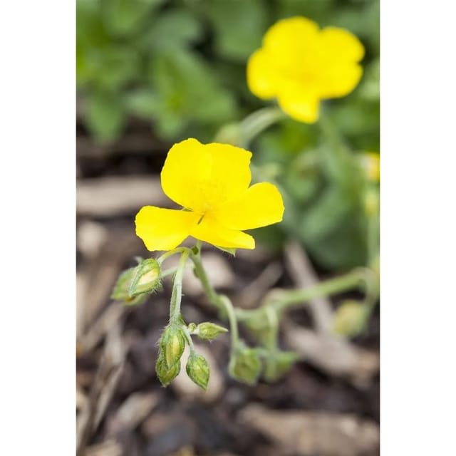 Helianthemum X Cult. Golden Queen Sonnenröschen Ca. 9x9 cm Topf