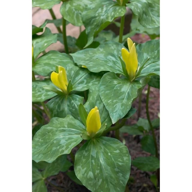 Trillium Luteum Ca. 9x9 cm Topf