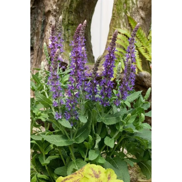 Salvia Nemorosa Sensation Sky Blue R Steppen-Salbei Ca. 9x9 cm Topf