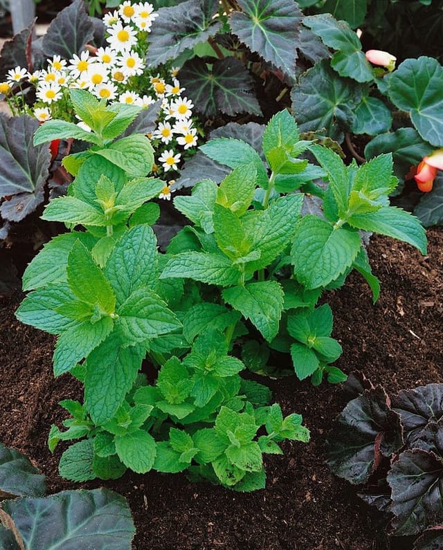 Mentha X Piperita Mitcham Pfefferminze Ca. 9x9 cm Topf