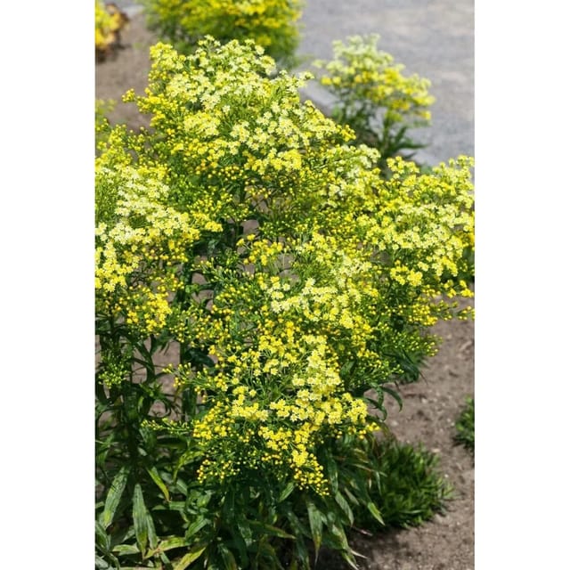 Solidago Virgaurea Ssp.virgaurea Echte Goldrute Ca. 9x9 cm Topf