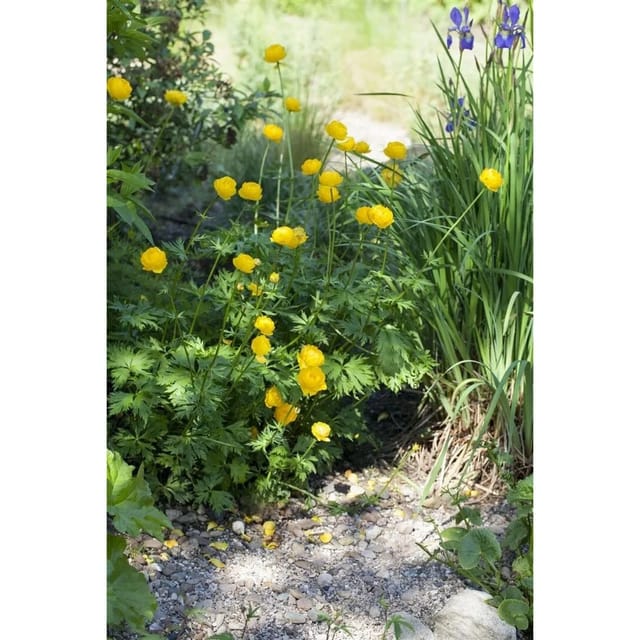 Trollius Europaeus Europäische Trollblume Ca. 9x9 cm Topf
