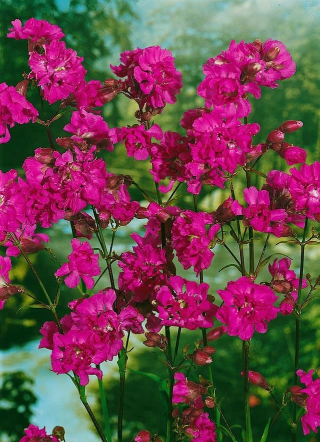 Lychnis Chalcedonica Brennende Liebe Ca. 9x9 cm Topf