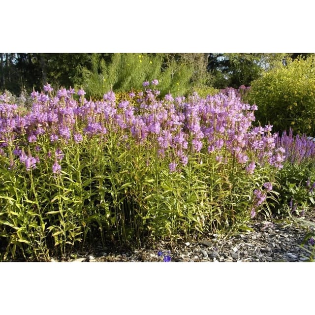 Physostegia Virginiana Vivid Virginische Gelenkblume Ca. 9x9 cm Topf