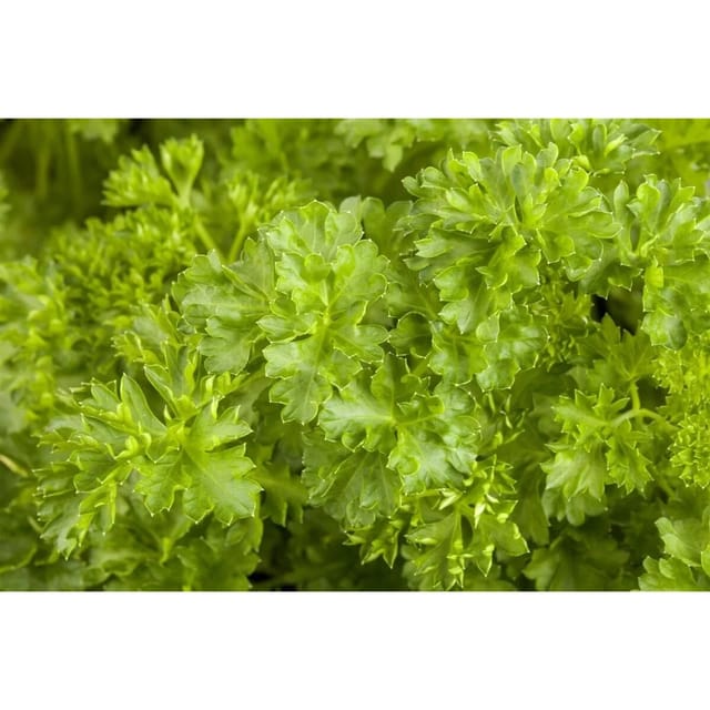 Petroselinum Crispum Petersilie Ca. 9x9 cm Topf