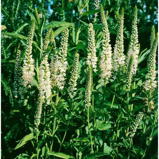 Veronica Spicata Alba Ähriger Ehrenpreis Ca. 9x9 cm Topf