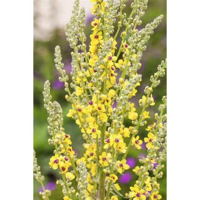 Verbascum Nigrum Schwarze Königskerze Ca. 9x9 cm Topf