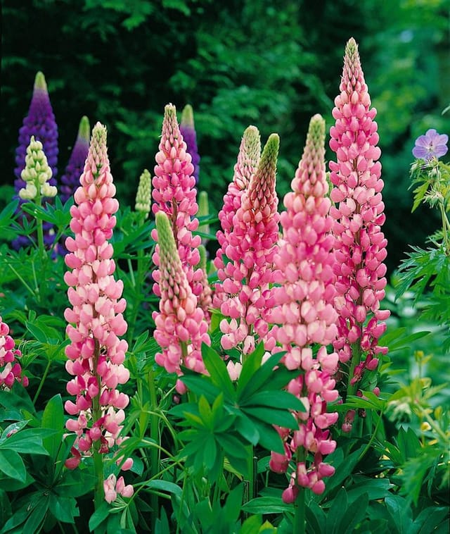Lupinus Polyphyllus Schlossfrau Vielblättrige Lupine Ca. 11x11 cm Topf