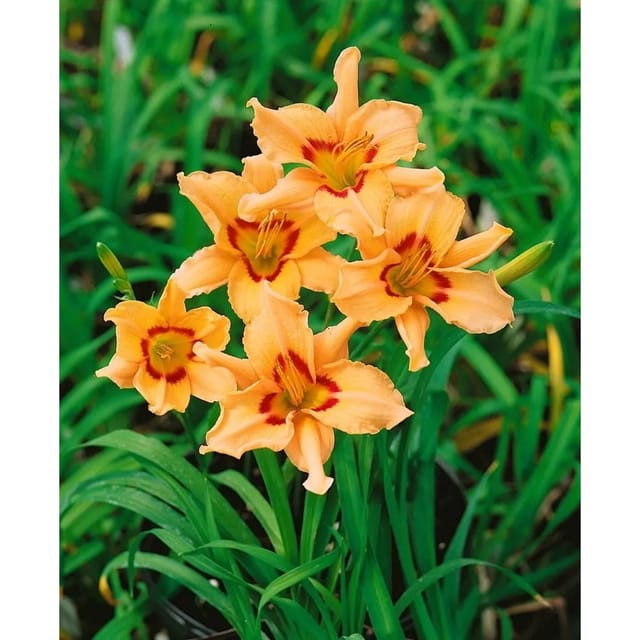 Hemerocallis X Cult. Lynn Hall Taglilie Ca. 11x11 cm Topf