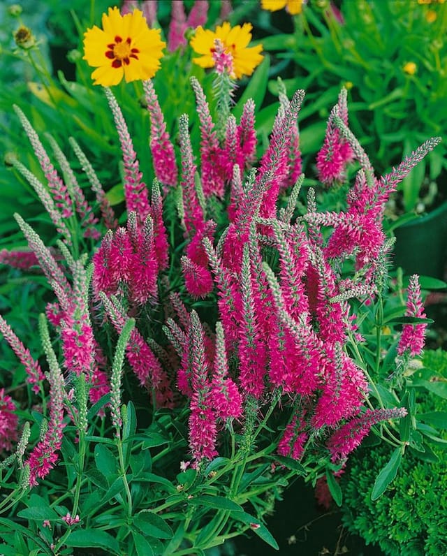 Veronica Spicata Rotfuchs Ähriger Ehrenpreis Ca. 9x9 cm Topf