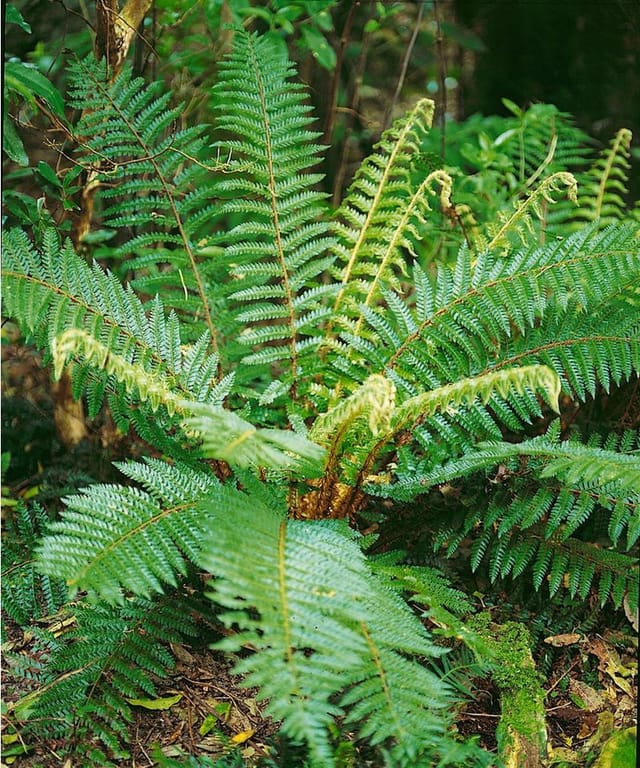 Polystichum Braunii Brauns Schildfarn Ca. 9x9 cm Topf