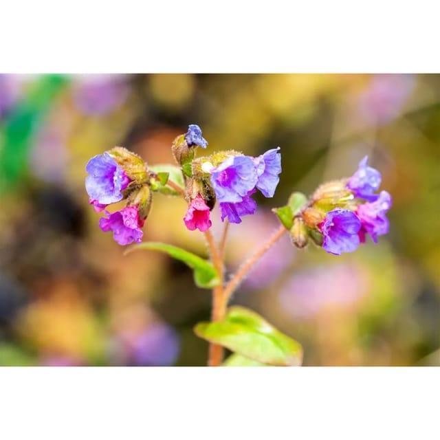 Pulmonaria Dacica Azurea Lungenkraut Ca. 9x9 cm Topf